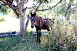 Starving horse in Harbour Island, Bahamas