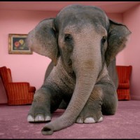 elephant in the room