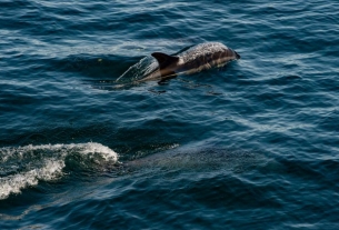 Eight dolphins dead and five starving at abandoned Bahamas park where tourists paid to swim with them: report