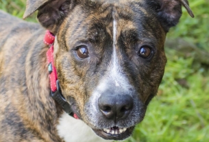 Yupe, a ‘pretty brindle potcake from the Bahamas’, seeks a loving home