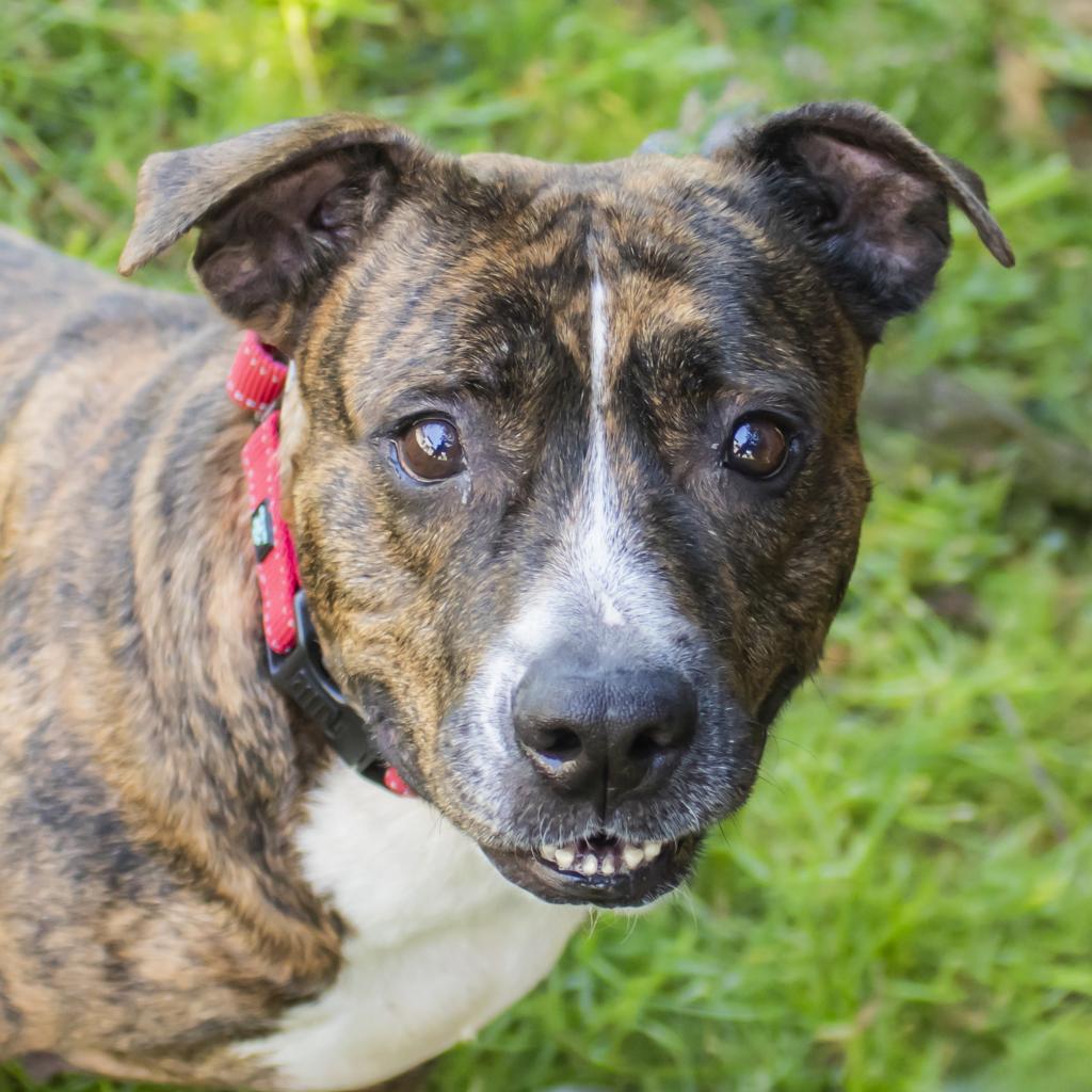 Yupe, a ‘pretty brindle potcake from the Bahamas’, seeks a loving home