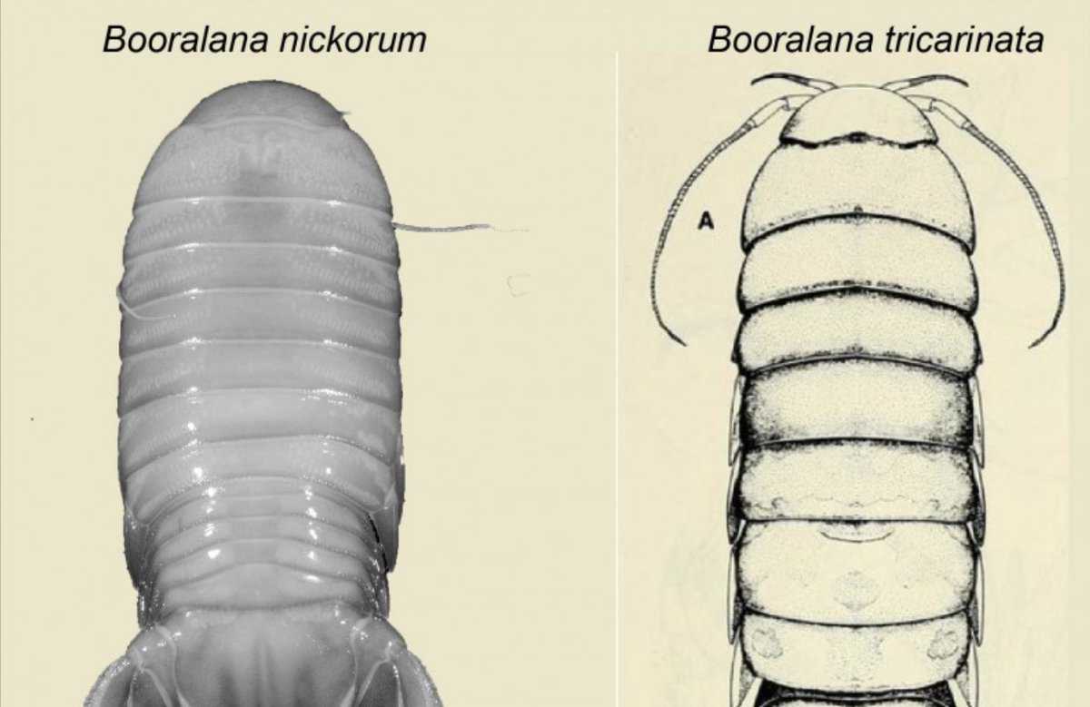 New Species Of Deep Sea Crustacean Discovered In The Bahamas